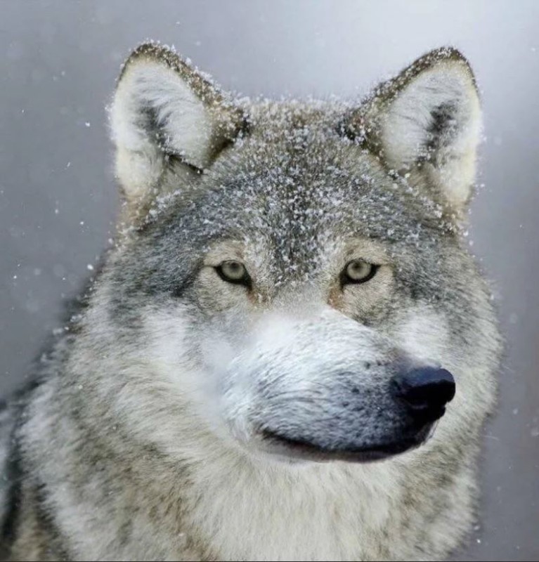 Создать мем: волк серый, волк, волк мемы
