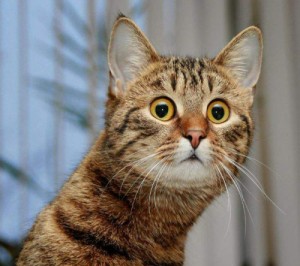 Создать мем: kedi caps, мем удивленный кот, удивленный кот