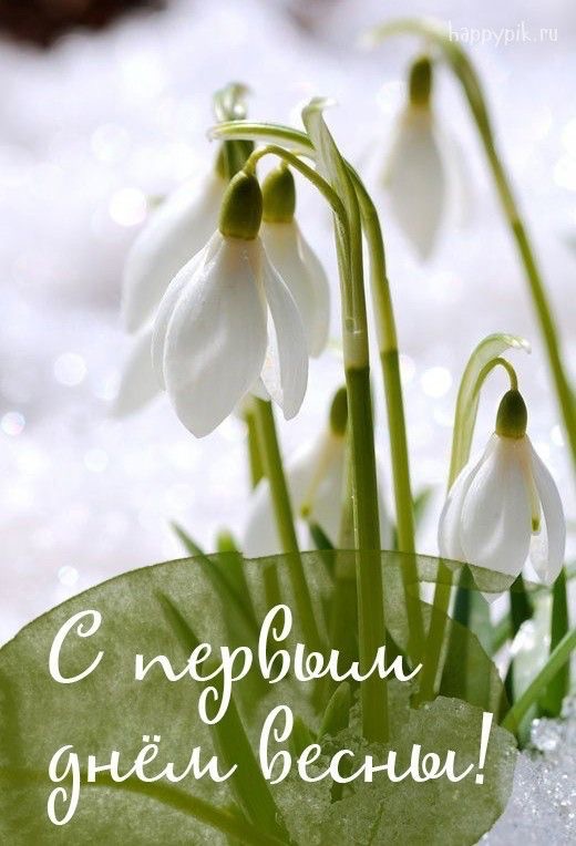Create meme: a snowdrop day, the first day of spring, primroses galanthus