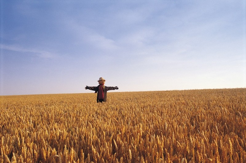 Создать мем: человек, in a wheat field, поля пшеницы