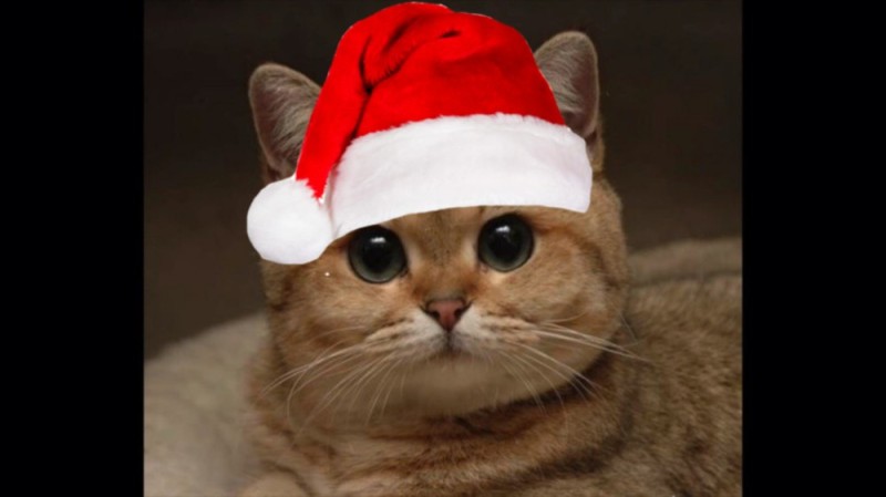 Создать мем: новогодний котэ, кот новый год мем, кот