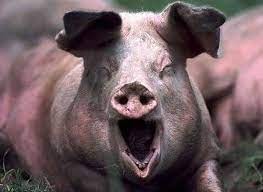 Создать мем: свинья красивая, свинья кабан, животные свинья