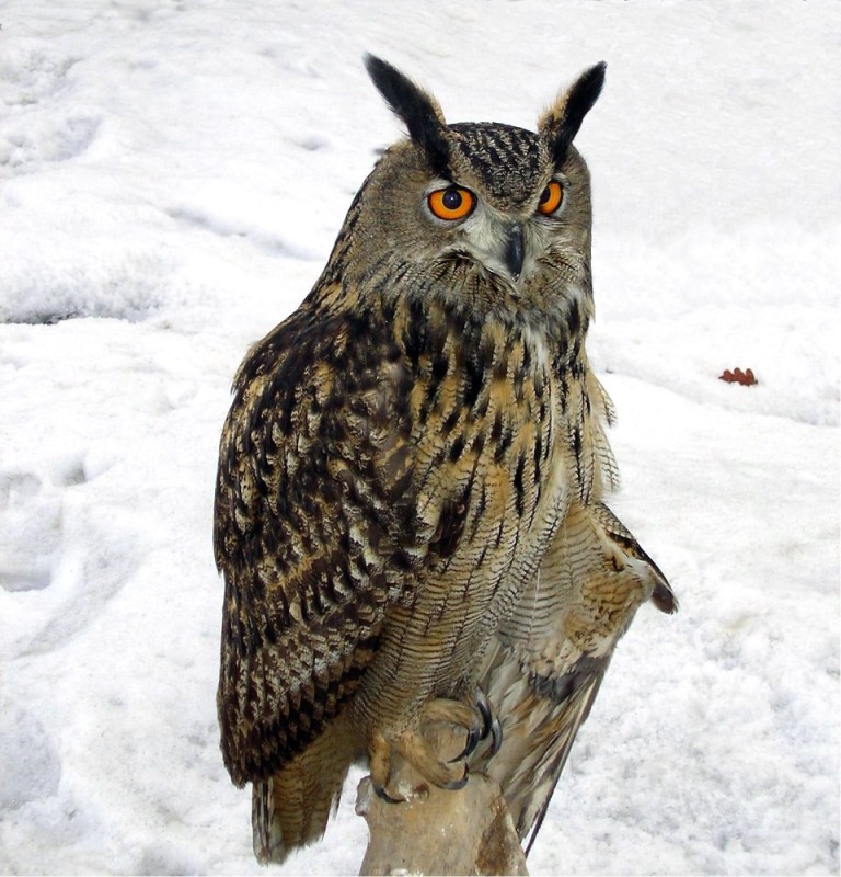 Create meme: owl or owl, the red book of the owl, owl bubo-bubo