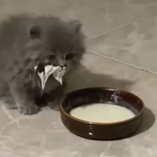 Создать мем: кот в сметане, котенок в сметане, котята пьют молоко