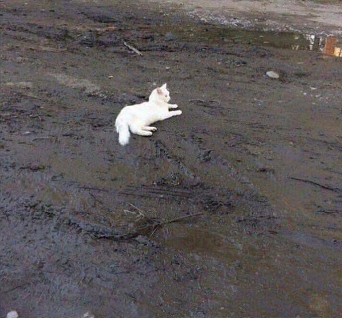 Создать мем: белый котик в грязи, кот, белый кот