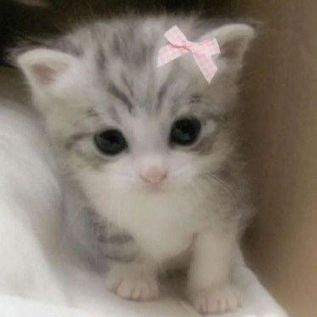 Create meme: adorable kittens, cute kittens, cats are cute