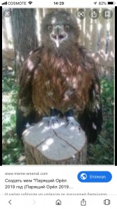 Создать мем: eagle owl, смешные фото коршуна, животное