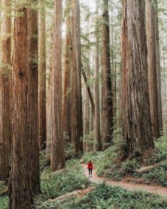 Создать мем: sequoia oregon, национальный парк редвуд, лес секвой