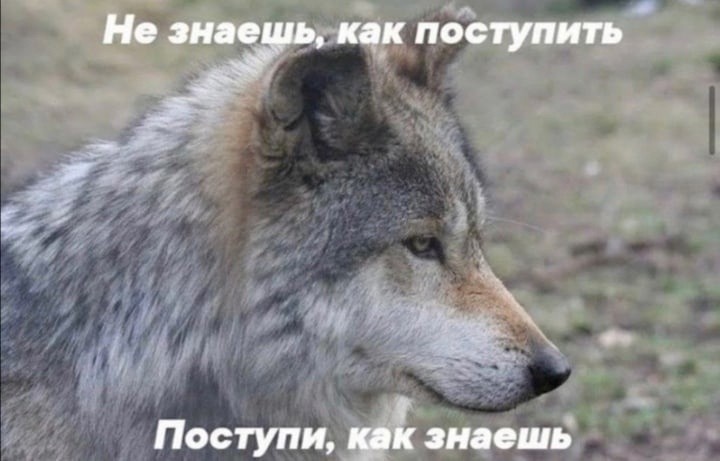 Создать мем: серый волк, серый хищник волк, пикча с волком