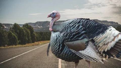 Create meme: the Turkey and the Turkey, turkey, a pompous ass