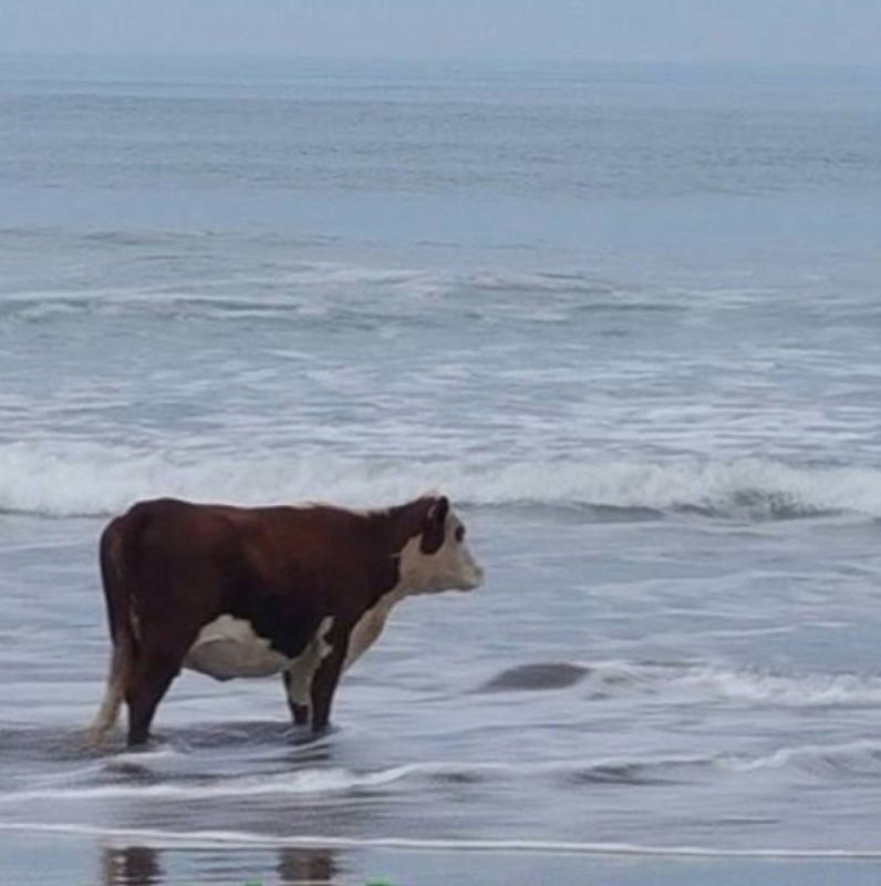 Создать мем: корова на берегу, мем корова в море, корова на берегу моря мем