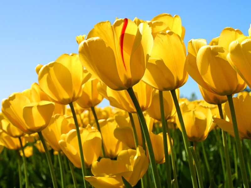 Create meme: yellow tulips, flowers , tulips 