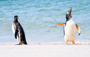 Создать мем: пингвины пара, пингвин птица, penguin