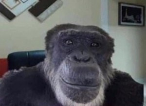 Создать мем: взгляд шимпанзе, обезьяна горилла, chimpanzee