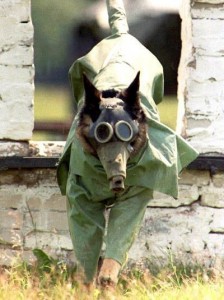 Create meme: gas masks for animals, military dogs, gas mask for dogs
