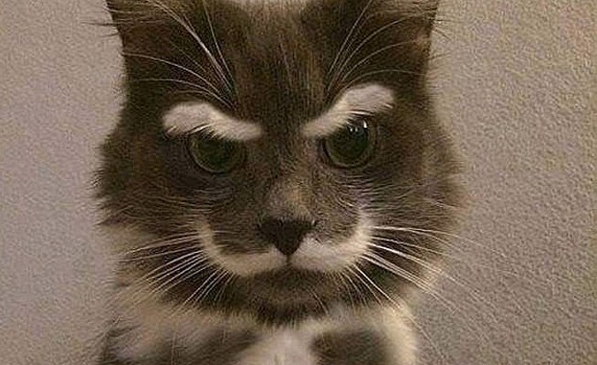 Create meme: cat , cat funny , cat with a mustache