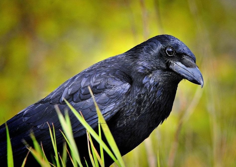Create meme: crow , the bird is black, Raven crow