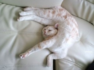 Create meme: sleeping cat, cats, sleepy animals