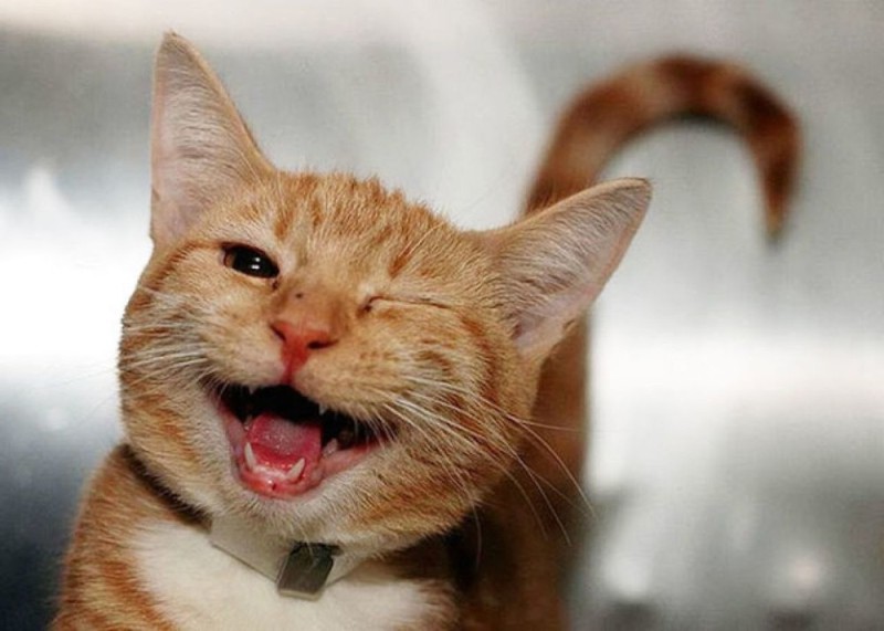 Create meme: the smile of the cat , joyful cat, laughing cat 