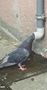 Create meme: dove Jora, pigeons