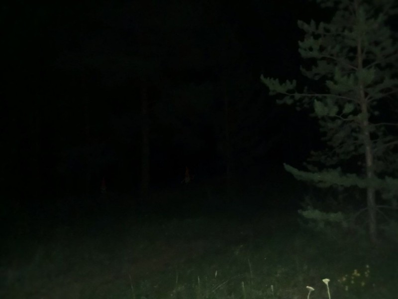 Create meme: creature in the woods, in the forest at night, running in the dark forest