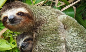 Создать мем: ленивец бразилия, ленивец амазонка, коста рика ленивцы