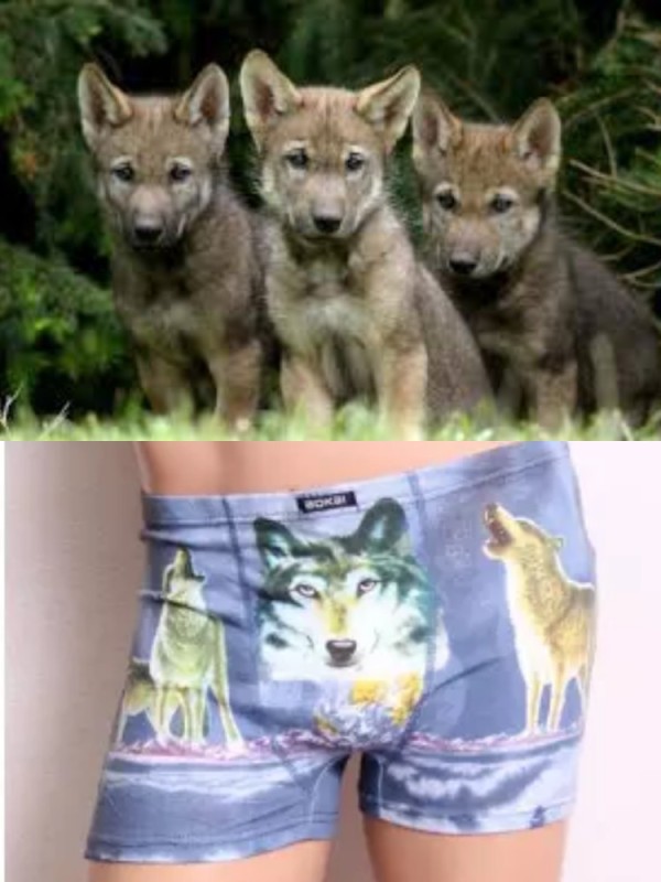 Create meme: wolf underpants, cowards with a wolf expectation and reality, cowards in the form of a wolf