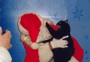 Create meme: cat 7, katamatite svezhak, merry christmas and happy new year