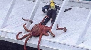 Create meme: giant octopus