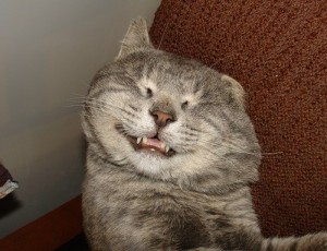 Создать мем: толстый кот зевает, улыбающийся кот, кот