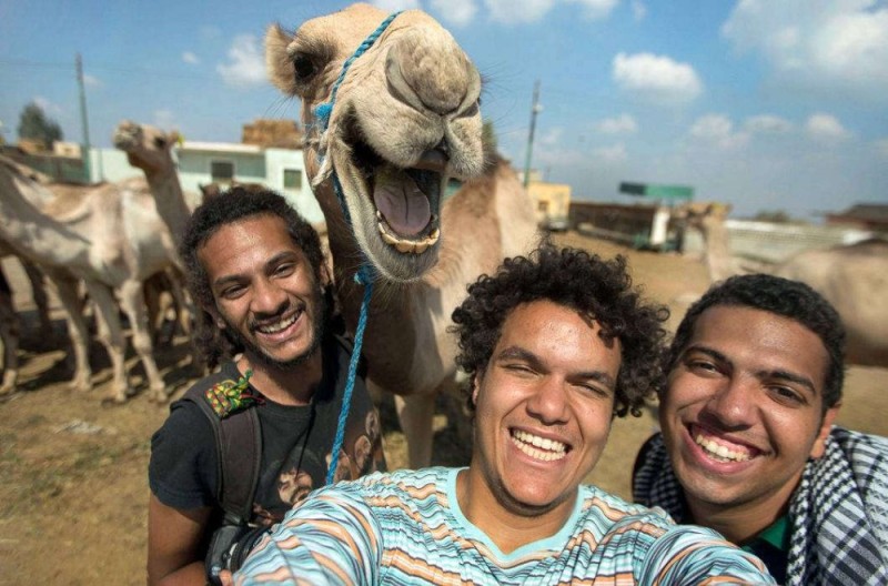 Create meme: selfie , camel selfies, funny animals 