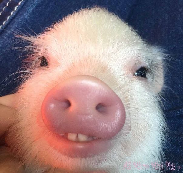 Создать мем: поросенок милый, свинья улыбается, смешная хрюшка