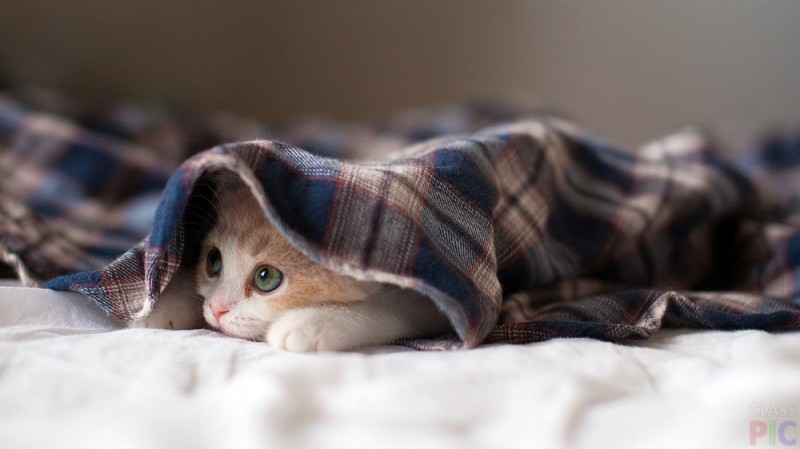 Создать мем: котенок под одеялом, кот выглядывает из под одеяла, котенок в одеяле
