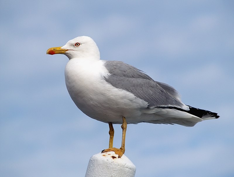 Create meme: Seagull , Mediterranean seagull, the grey gull