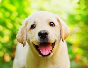 Create meme: Labradors, Labrador puppies, Labrador Retriever