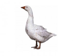 Create meme: duck goose, goose home, goose