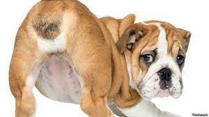 Create meme: breed English bulldog, bulldog puppy, english bulldog puppy