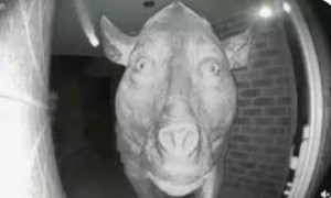 Создать мем: жуткая свинья, страшная свинья, скрытые камеры