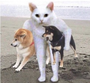 Создать мем: смешные собачки, кот и собаки банда, собака породы сиба ину