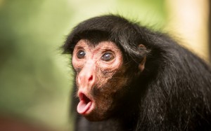 Create meme: chimpanzees, monkey surprise, monkeys