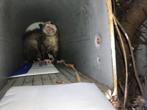 Create meme: a rat from the sewer, possum, possum in the mailbox