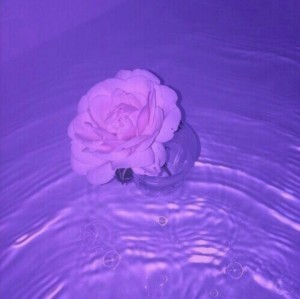 Create meme: pink sorry, purple rose aesthetic, purple tumbler