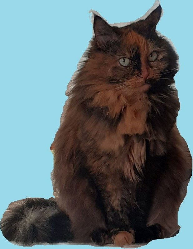 Create meme: cat , long-haired cats , maine coon breed