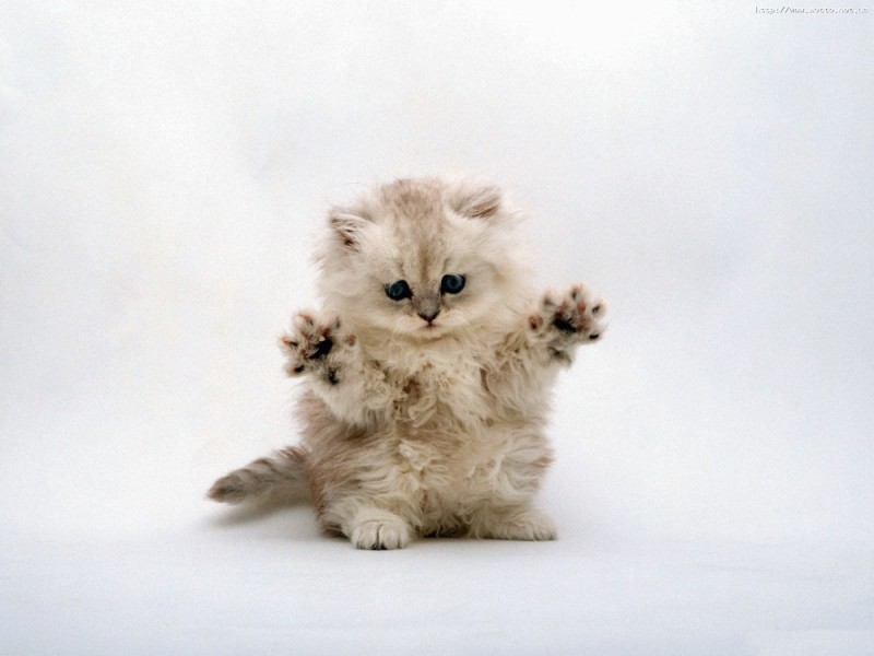 Create meme: white fluffy kitten, fluffy kittens , kitty white