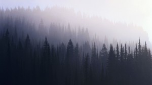 Создать мем: силуэт леса в тумане, обои на рабочий стол туманный лес, туман лес