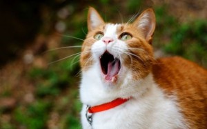Создать мем: смешные котики, коты, кошка зевает