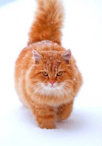 Создать мем: рыжая кошка, рыжий кот, шотландская кошка рыжая пушистая