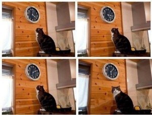 Создать мем: мем с котом и часами пора, кот смотрит на часы мем, кот пора