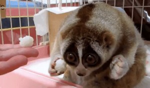 Создать мем: cute, sevimli hayvan, lemur