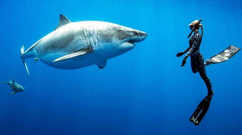 Create meme: ocean ramsey white shark, ocean ramsey, a giant white shark